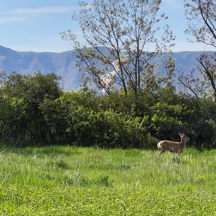 deer in field